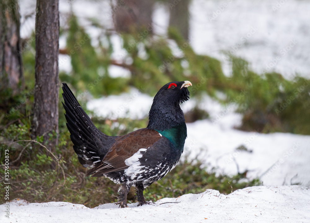 Male of Capercaillie in early spring forest. The western capercaillie. Scientific name: Tetrao urogallus. Wood grouse, heather cock or capercaillie during the courting season. Male of Capercaillie in early spring forest. The western capercaillie. Scientific name: Tetrao urogallus. Wood grouse, heather cock or capercaillie during the courting season.