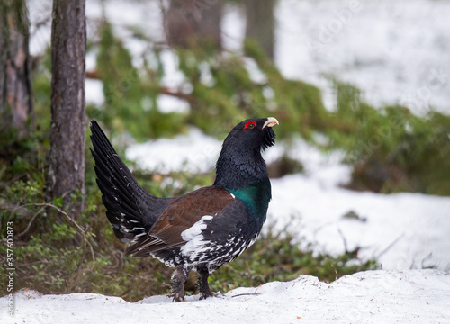 Male of Capercaillie in early spring forest. The western capercaillie. Scientific name: Tetrao urogallus. Wood grouse, heather cock or capercaillie during the courting season.