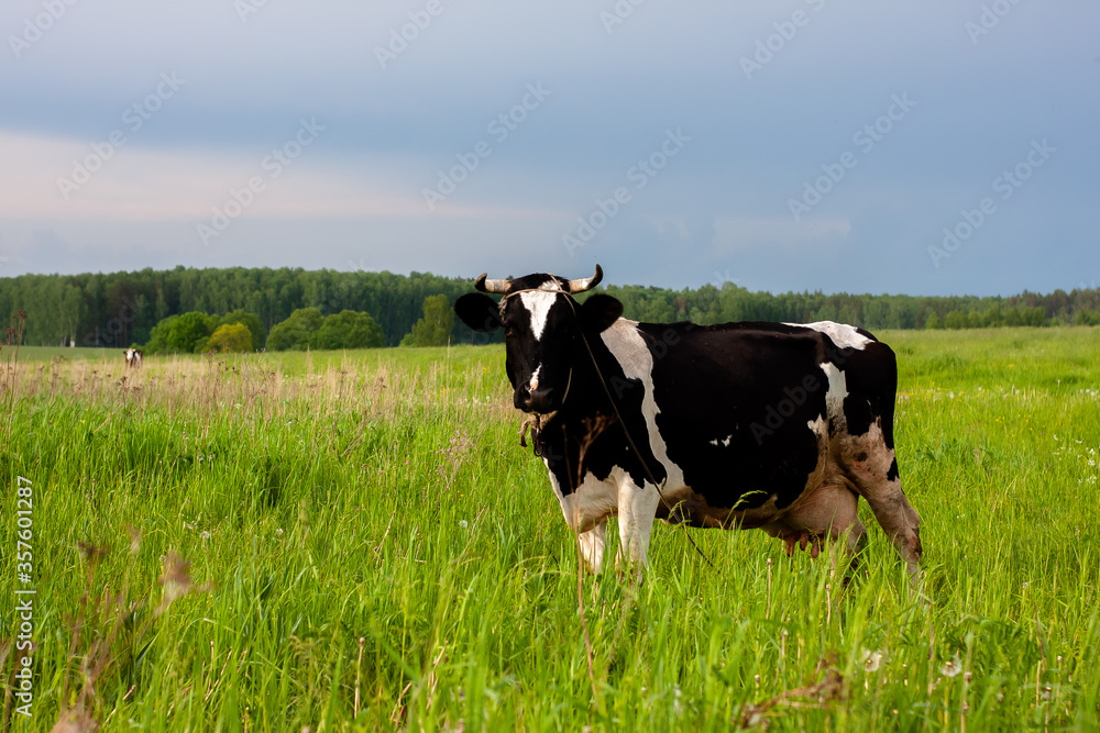 dairy cow in a beautiful meadow. place under the label. summer nature dairy cow in a beautiful meadow. place under the label. summer nature