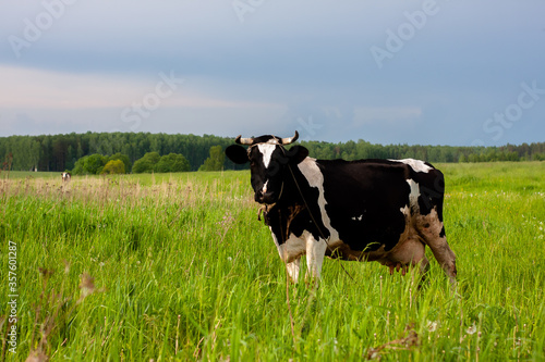dairy cow in a beautiful meadow. place under the label. summer nature
