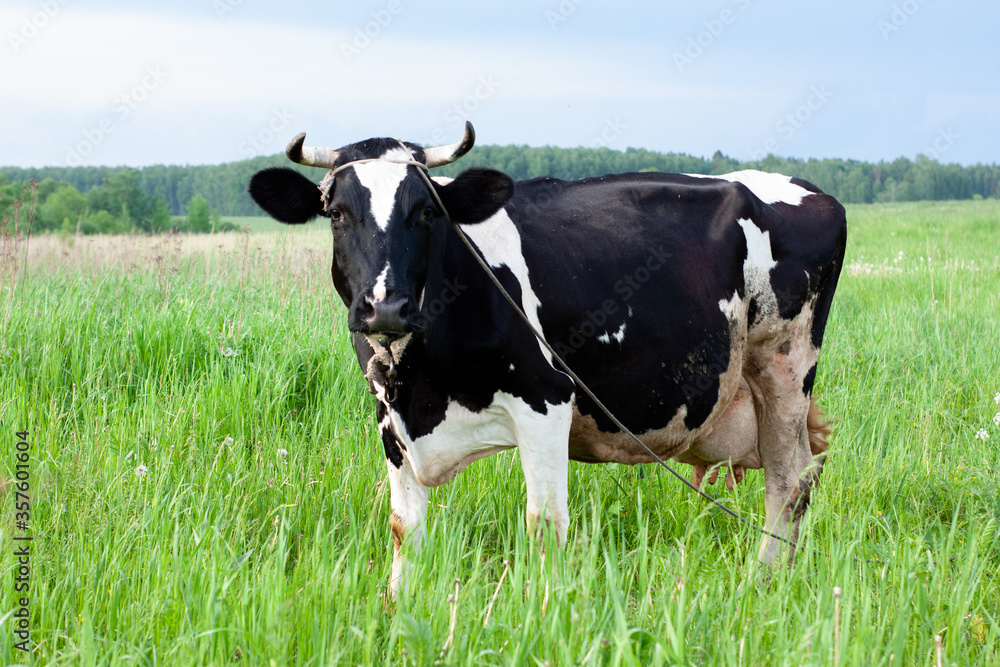 dairy cow in a beautiful meadow. place under the label. summer nature dairy cow in a beautiful meadow. place under the label. summer nature