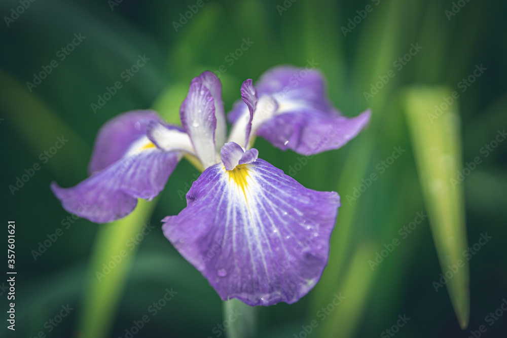 花菖蒲 花菖蒲