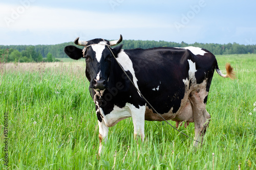 dairy cow in a beautiful meadow. place under the label. summer nature © Владимир Сидоров