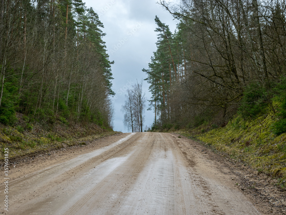 Obraz premium landscape with a spruce forest