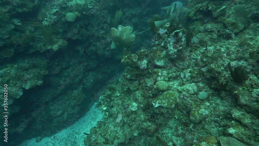 Slow motion of fish swimming in deep ocean, high angle view of corals in sea - Belize City, Belize Slow motion of fish swimming in deep ocean, high angle view of corals in sea - Belize City, Belize
