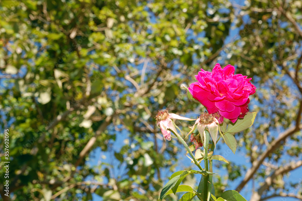 Flower and leaves at Antipolo, Rizal, Philippines Stock Photo | Adobe Stock
