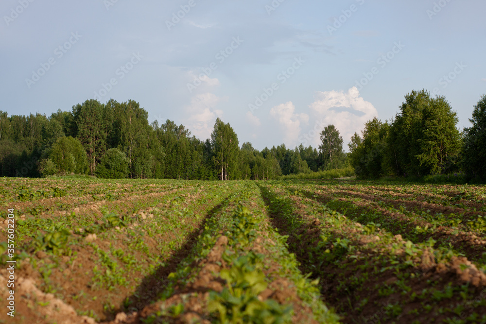 farm. fields of potatoes. planted areas. agricultural industry farm. fields of potatoes. planted areas. agricultural industry