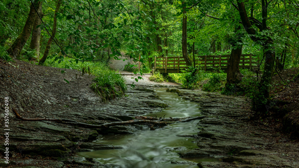 Woodland landscape in Plessey Woods in the county of Northumberland, England, UK. Woodland landscape in Plessey Woods in the county of Northumberland, England, UK.