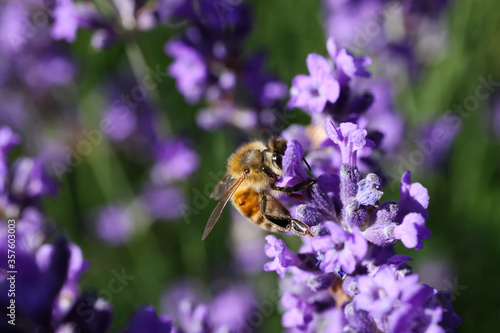 Macro close up of isolated honey bee collecting pollen from purple lavender flowers (focus on bee) © Ralf