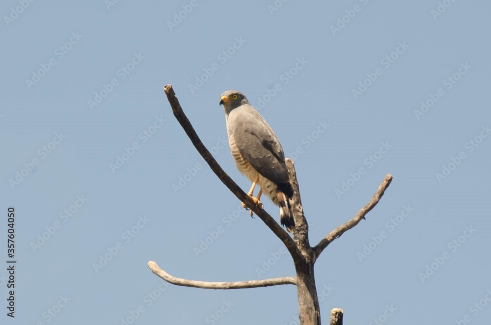 Roadside Hawk in tree Roadside Hawk in tree