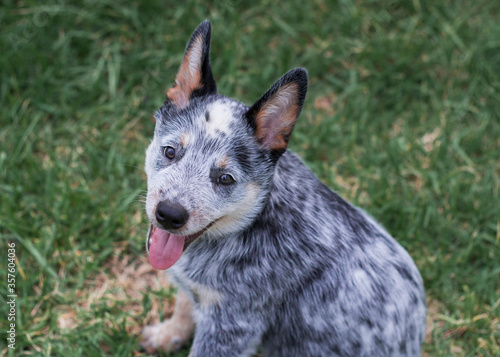 Friendly Australian Cattle Dog (Blue heeler) Puppy outdoors sitting on the grass looking at the camera mouth open