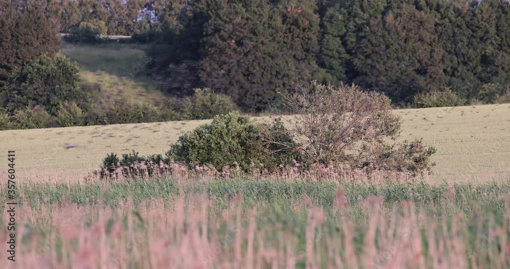 envol d'étourneaux sansonnets (sturnus vulgaris) dérangés par un héron pourpré (ardea purpurea) envol d'étourneaux sansonnets (sturnus vulgaris) dérangés par un héron pourpré (ardea purpurea)