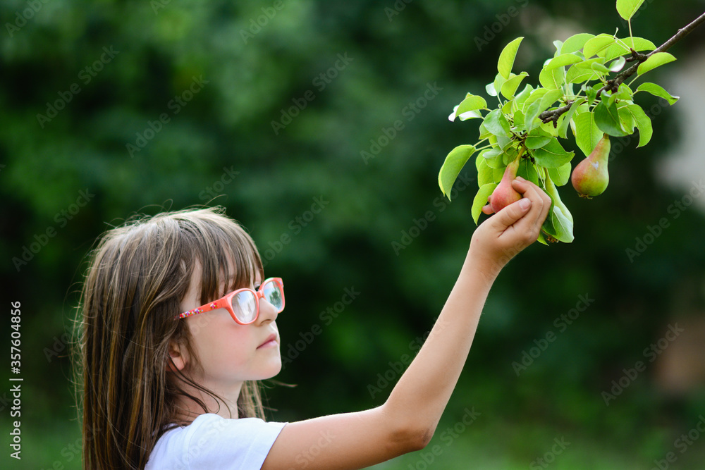 Girl at the organic fruit garden (fresh pear), looking at the trees, checking for ripeness. Girl at the organic fruit garden (fresh pear), looking at the trees, checking for ripeness.