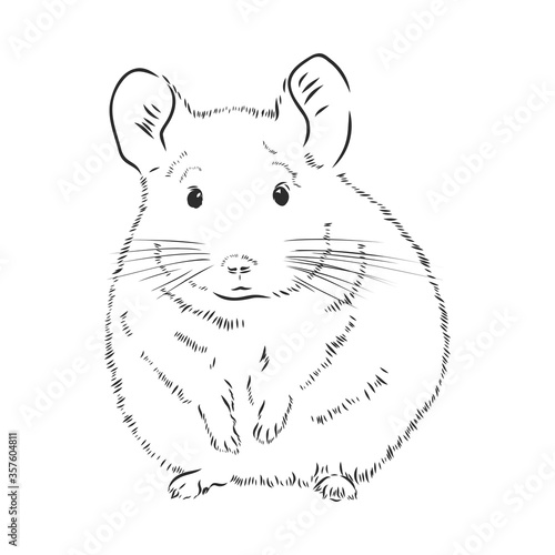 Chinchilla dog sketch style vector illustration. Old hand drawn engraving imitation. chinchilla animal, vector sketch illustration