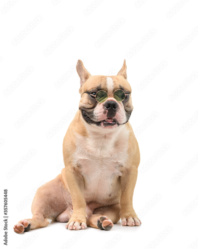 Cute brown french bulldog wear glasses and sitting isolated