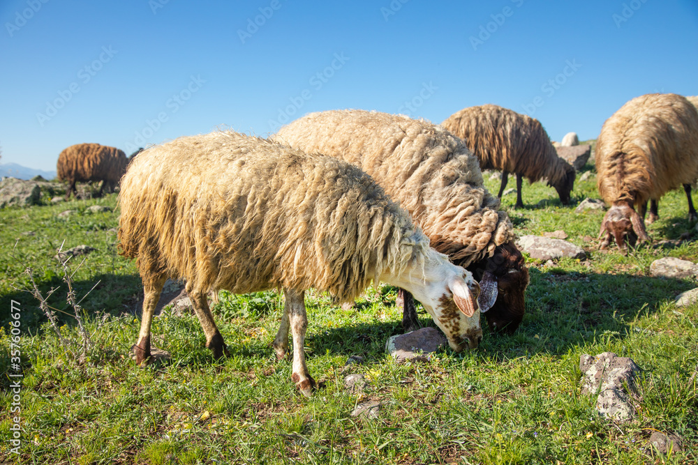 grazing sheep in the field