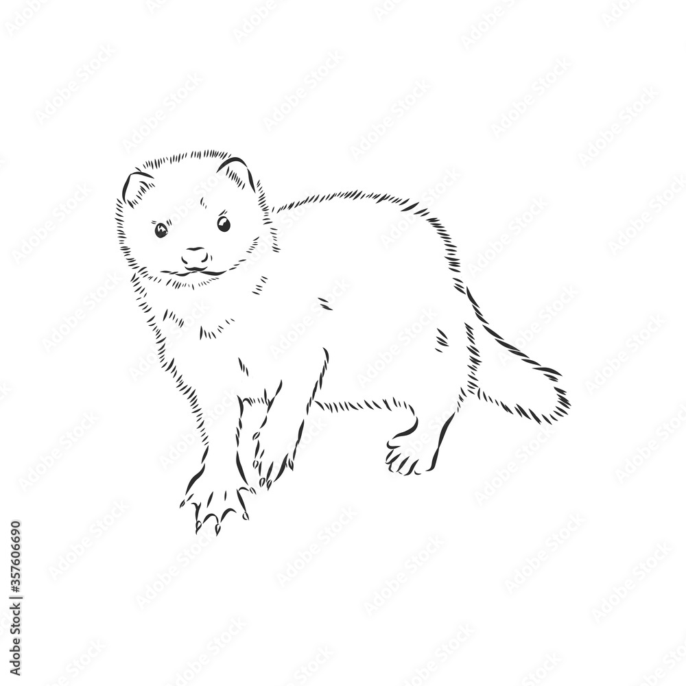 Fototapeta premium Drawing of ferret, vector illustration isolated on white. mink animal, vector sketch illustration