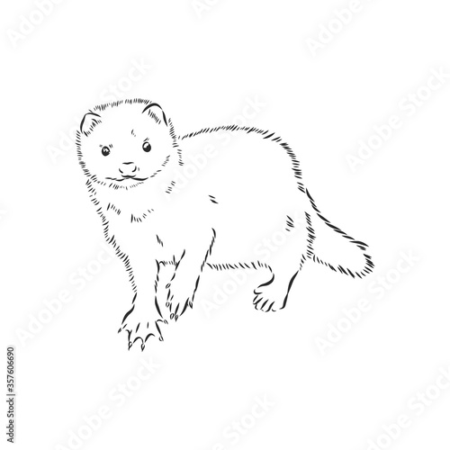 Drawing of ferret, vector illustration isolated on white. mink animal, vector sketch illustration