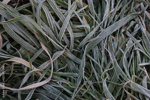 寒い冬の朝の公園にある草と霜