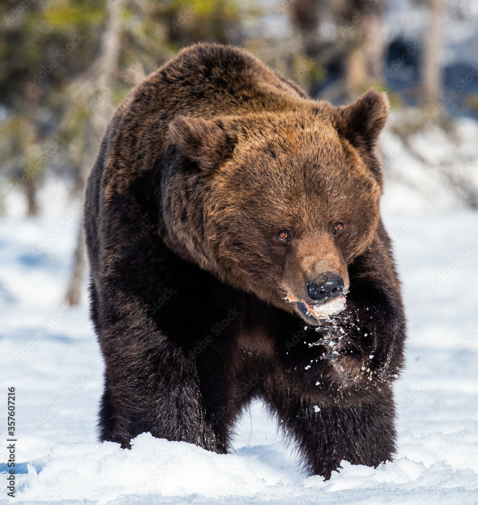 Adult Male of Brown Bear on the snow in winter forest. Close up. Scientific name: Ursus Arctos. Wild Nature. Natural Habitat.