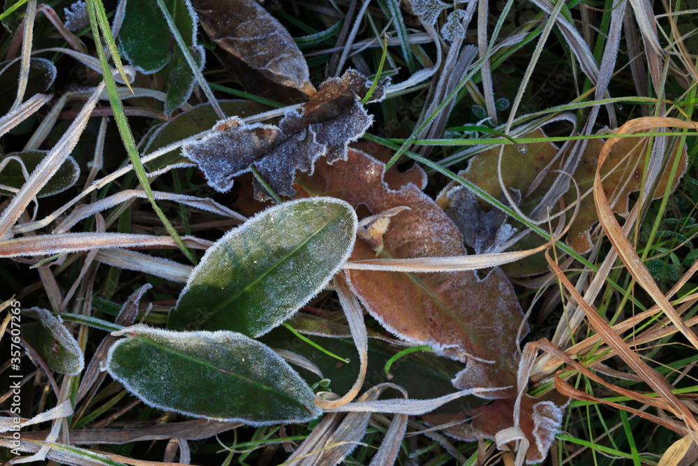 Obraz premium 寒い冬の朝の公園にある草と霜