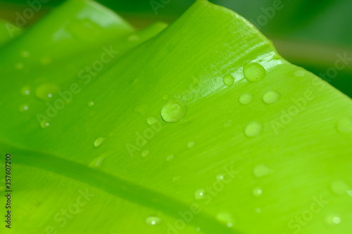 Water drops on green leaves,close up