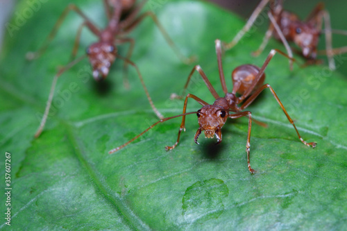 Macro photography,Red ant walk on a leaves green background ,close up