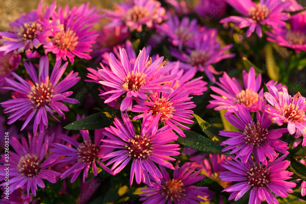 Blüten der Herbstaster Blüten der Herbstaster