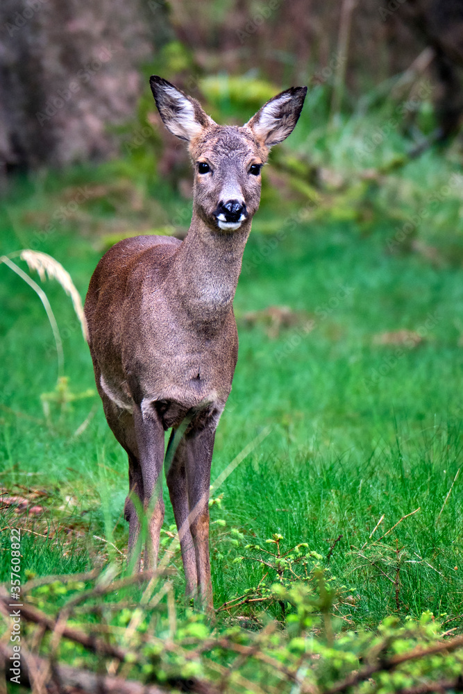 Reh ( Capreolus capreolus ). Reh ( Capreolus capreolus ).