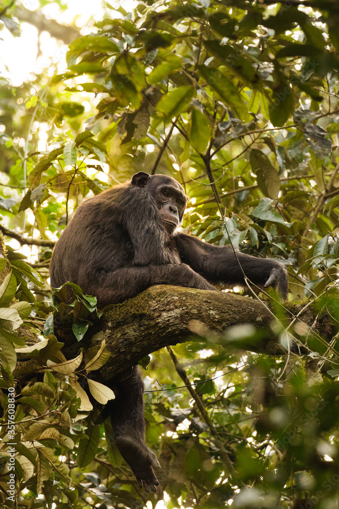 Fototapeta premium Common Chimpanzee ( Pan troglodytes schweinfurtii) relaxing in a tree in beautiful light, Kibale Forest National Park, Rwenzori Mountains, Uganda.