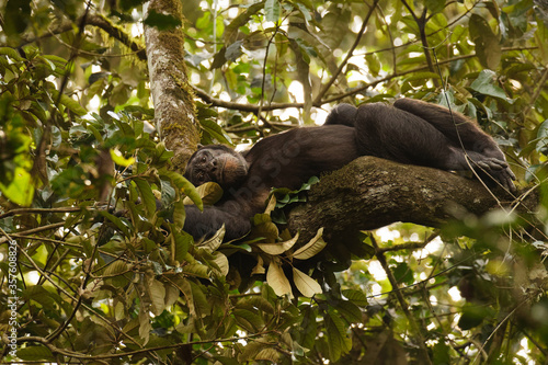 Common Chimpanzee   Pan troglodytes schweinfurtii  relaxing in a tree  Kibale Forest National Park  Rwenzori Mountains  Uganda.