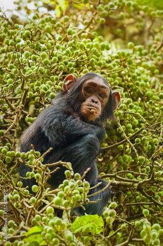 A little common Chimpanzee ( Pan troglodytes schweinfurtii) sitting in a tree eating, Kibale Forest National Park, Rwenzori Mountains, Uganda.
