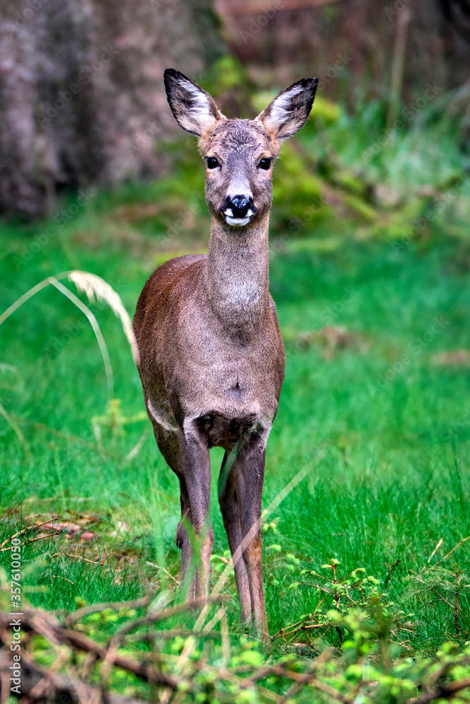 Reh ( Capreolus capreolus ).