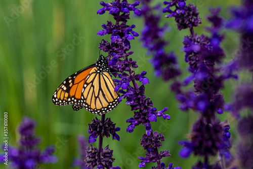 monarch butterfly on salvia flower plant © Kylie