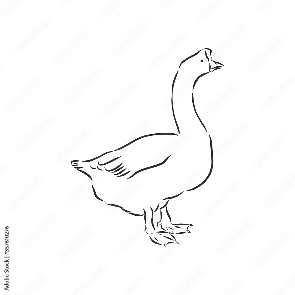 Hand drawn goose isolated. Engraved style vector illustration. Template for your design works. goose animal, vector sketch illustration Hand drawn goose isolated. Engraved style vector illustration. Template for your design works. goose animal, vector sketch illustration