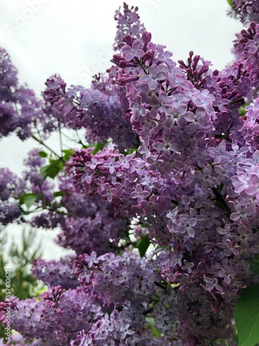 Beautiful purple lilac in the summer garden