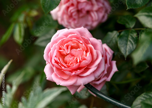 climbing star perfomer pink rose in summer garden photo