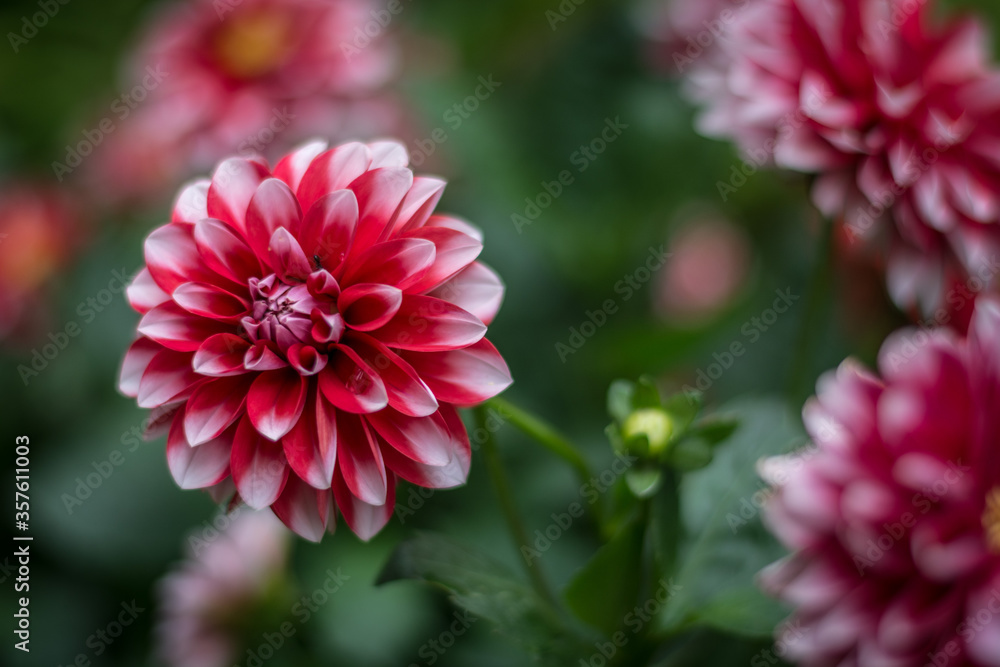 Flower Flower