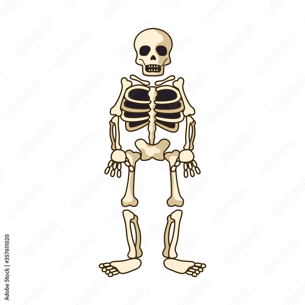 human skeleton icon isolated on white background. vector illustration human skeleton icon isolated on white background. vector illustration