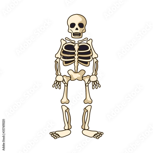 human skeleton icon isolated on white background. vector illustration