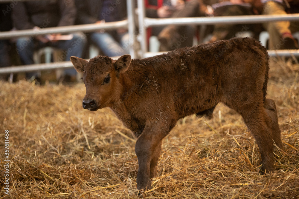 Fototapeta premium Angus