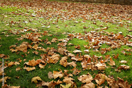 close up green grass landscape and fallen autumn leaves © jokerpro