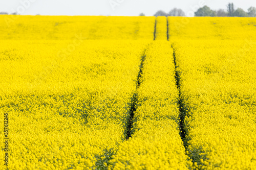 Rural agricultural field landscape during early spring with a canola rapeseed field in blossom and tractor tracks following into the frame.