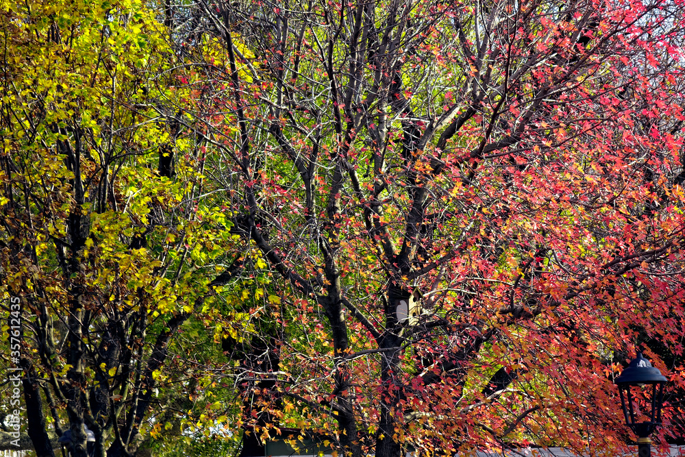 Trees with colorful leaves over clear sky in autumn time Trees with colorful leaves over clear sky in autumn time