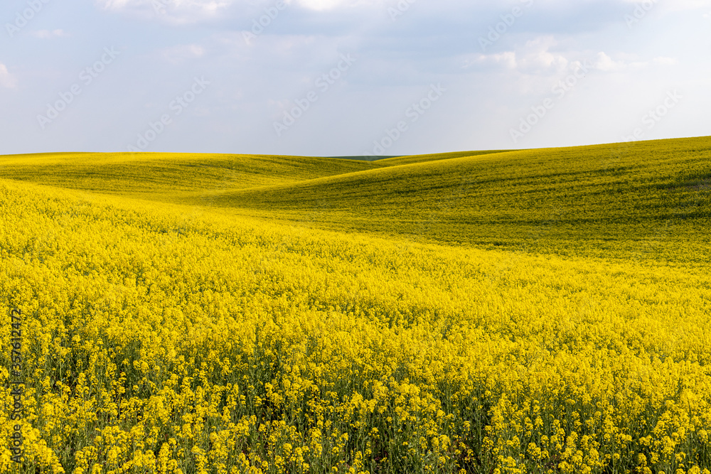 Rural agricultural fields landscape during early spring with a canola rapeseed field in blossom.