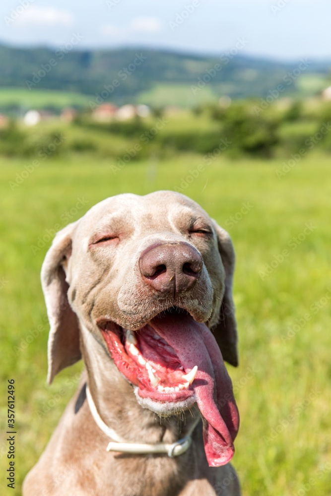 Weimaraner on a hot day in the meadow. Stick out dog tongue. The hunting dog is cooling down.