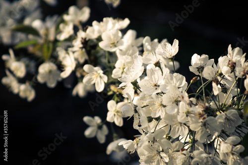 British Tree Blossom In A Midlands Park In England
