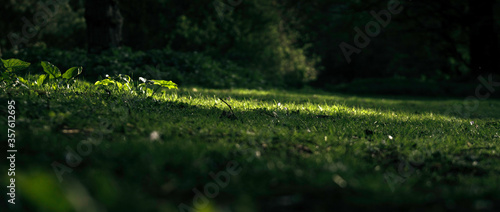 Grass Meadow Near A Dark Wood In England 