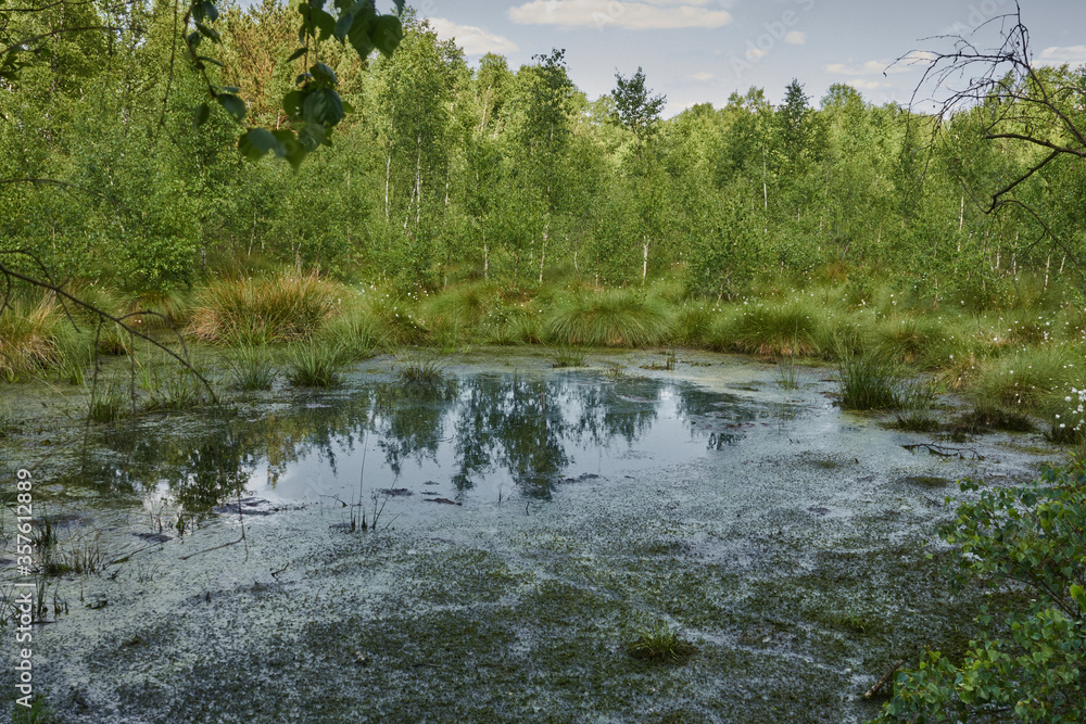 Bog pond before siltation in a large bog near Steinhude, Northern Germany Bog pond before siltation in a large bog near Steinhude, Northern Germany