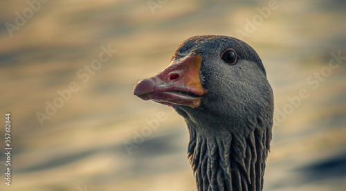 Greylag Goose Portrait On Water With An Orange Bill and Textured Plumage